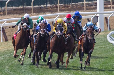 What is an insurance bet in horse racing .